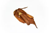The Leaf by Oscar - Corojo - 6 x 52 Toro